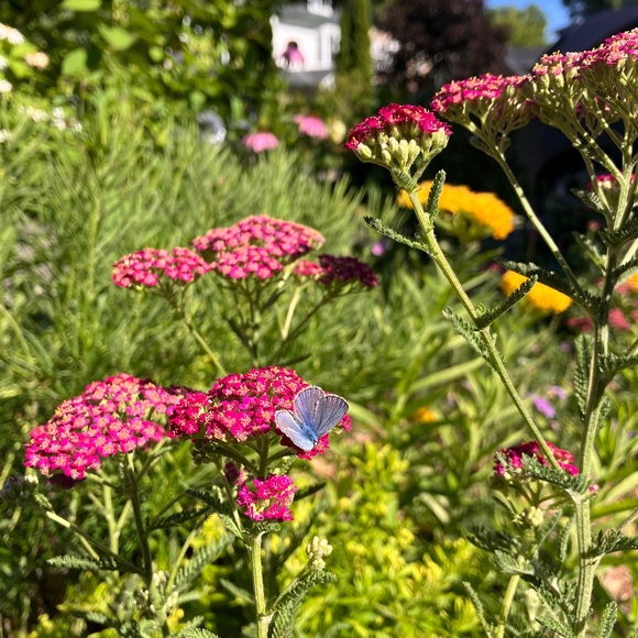 Meet your Posher, Lindsay - Picture 1 of 1